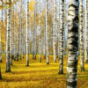 282本の白樺 — かつての戦場に庭を植え続ける人々
