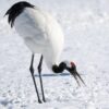 餌をやめるという難題 ― タンチョウ、35年ぶりに絶滅危惧種から外れて