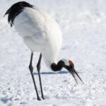 餌をやめるという難題 ― タンチョウ、35年ぶりに絶滅危惧種から外れて