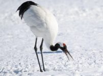 餌をやめるという難題 ― タンチョウ、35年ぶりに絶滅危惧種から外れて