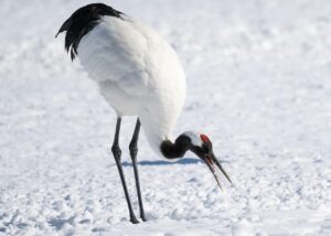 餌をやめるという難題 ― タンチョウ、35年ぶりに絶滅危惧種から外れて