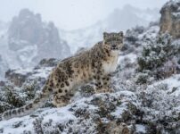 キルギスの生態回廊「アク・イルビルス」— 人を追い出さずにユキヒョウの道をつくる