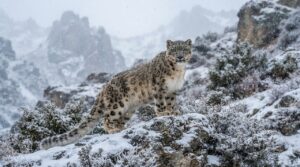 キルギスの生態回廊「アク・イルビルス」— 人を追い出さずにユキヒョウの道をつくる